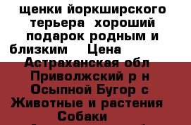 щенки йоркширского терьера- хороший подарок родным и близким! › Цена ­ 12 000 - Астраханская обл., Приволжский р-н, Осыпной Бугор с. Животные и растения » Собаки   . Астраханская обл.